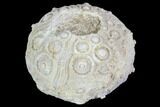 Fossil Sea Urchin (Drocidaris) - Morocco #104511-1